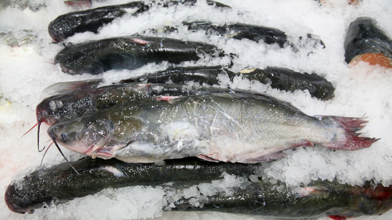 A row of whole frozen catfish on ice