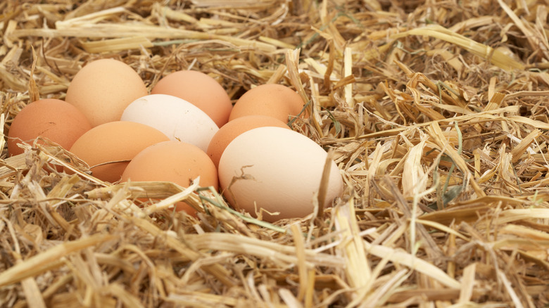 chicken eggs in straw