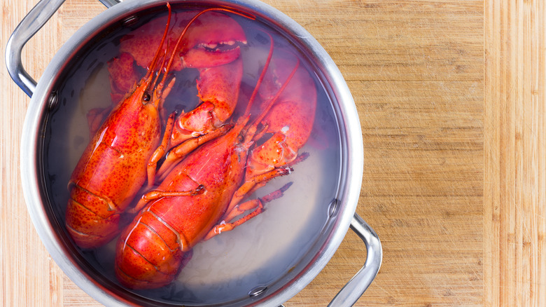 Whole cooked lobsters in pot of water