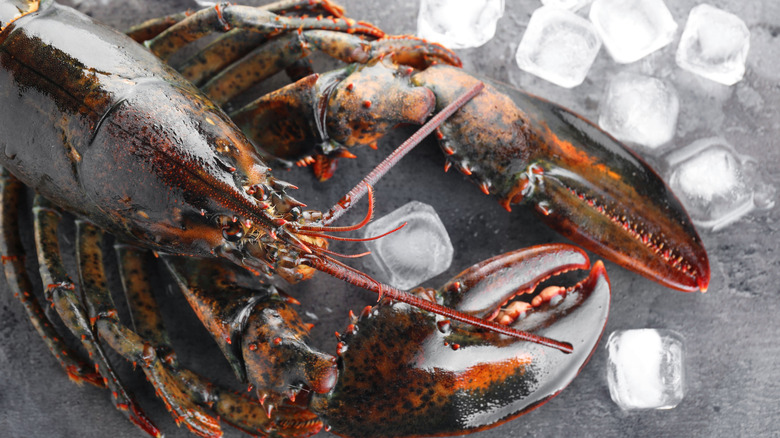 Fresh uncooked lobster with ice cubes