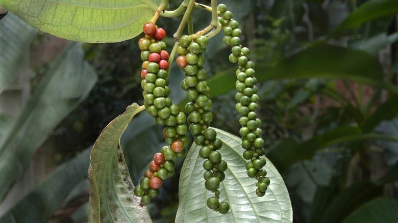 Peppercorns growing on the vine