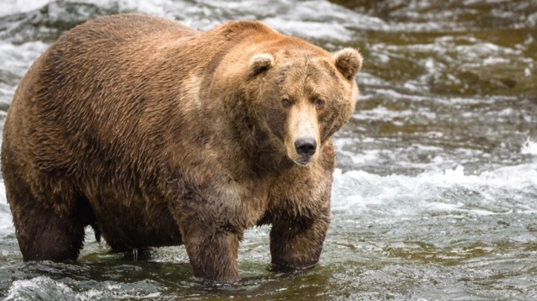 A grizzly bear in water.