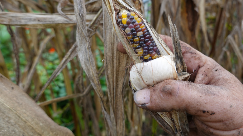 Farmer holding a vibrant glass gem corn cob to display the colorful kernels