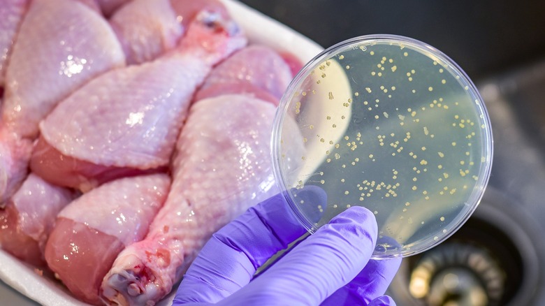 Person holding up petri dish in front of raw chicken