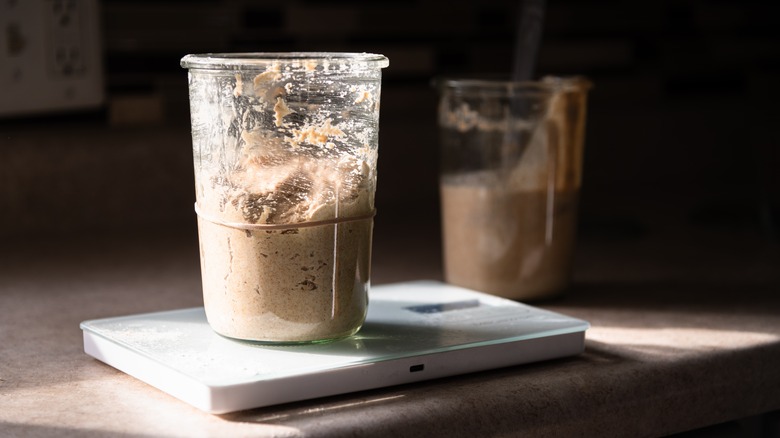 sourdough starter with discard