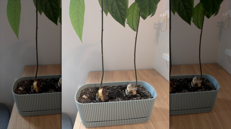 avocado trees growing from pits