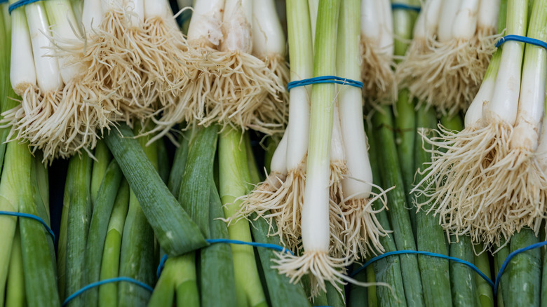Scallion whites in bunches tied together with blue elastic bands