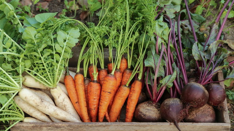 parsnip, carrot, and beets with tops in box
