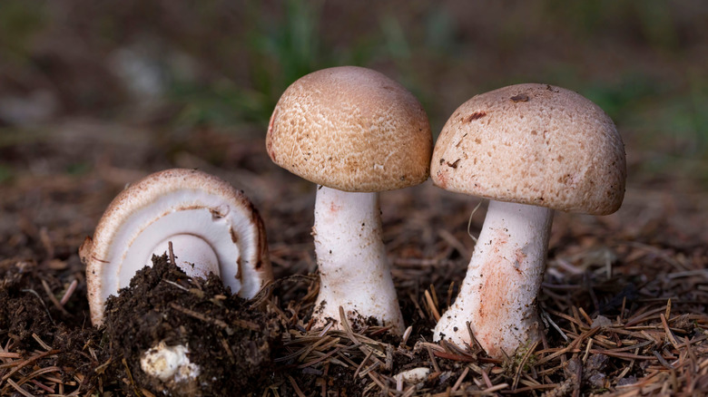 Three white mushrooms growing from the ground