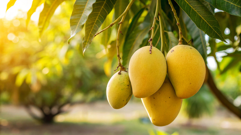 Mango fruits on a tree