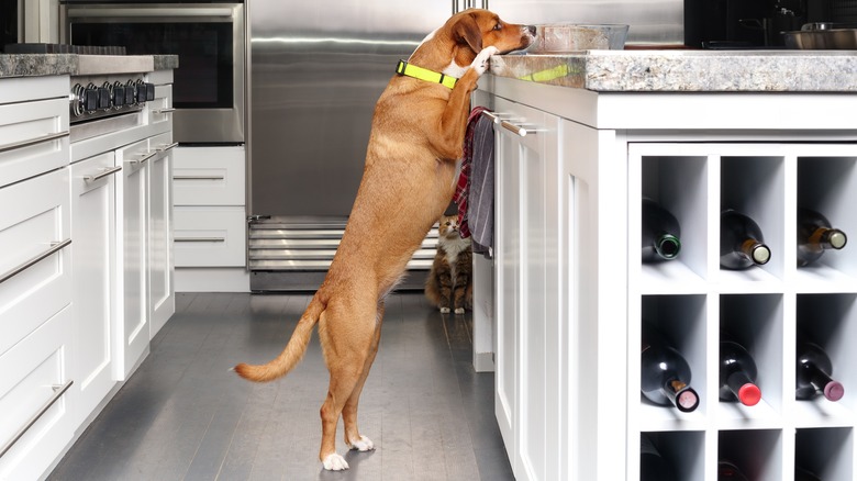 A dog standing up sniffing a bowl of food