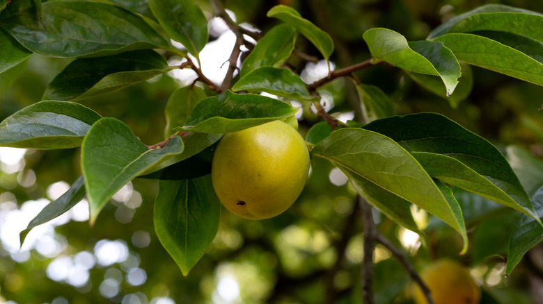 An unripe persimmon growing on a tree