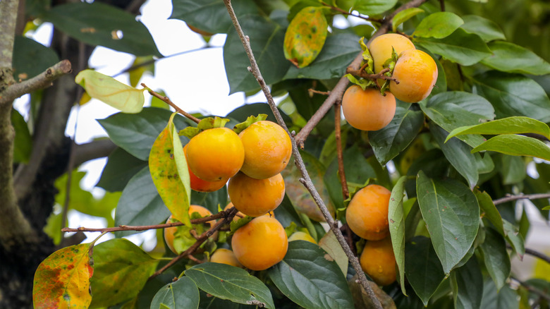 Persimmons growing on a tree