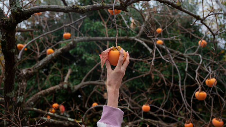 Person picking a persimmon