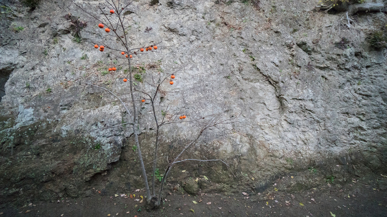 A persimmon tree in the winter