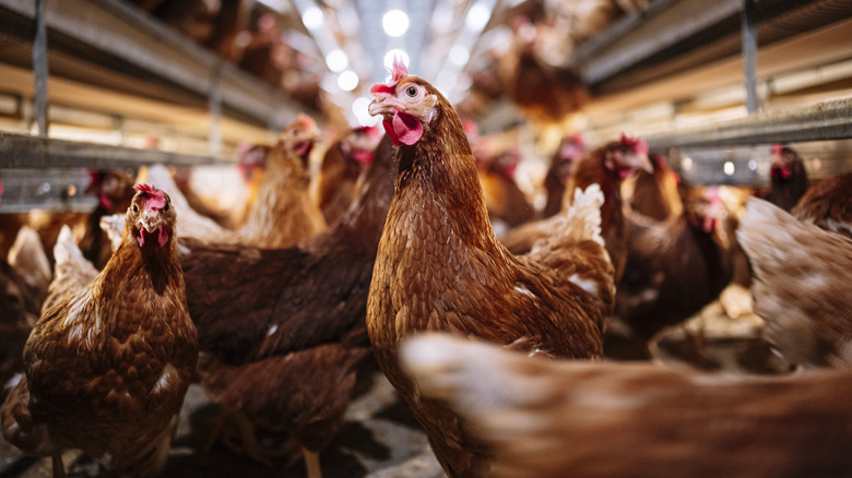 An indoor farm with hens that lay eggs