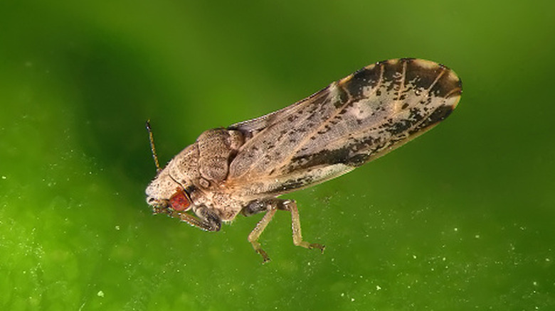 A closeup of an Asian citrus psyllid eating from a green leaf.