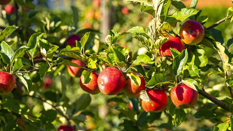 Apples growing on tree