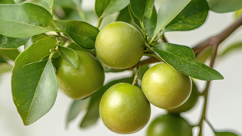 Kakadu plums hanging from the vine