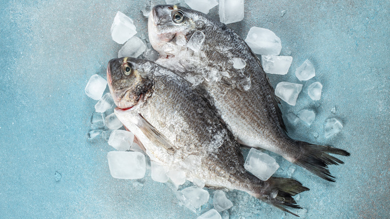 Whole sea bream fish on ice