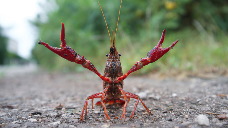A live crawfish on the ground with claws up and open