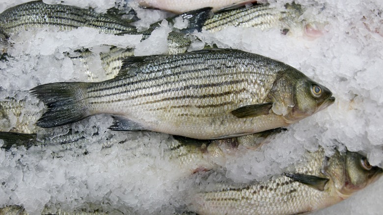 Fish on ice.