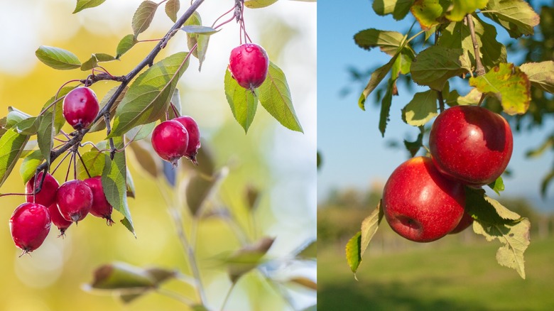 Wild and domesticated apples growing on trees