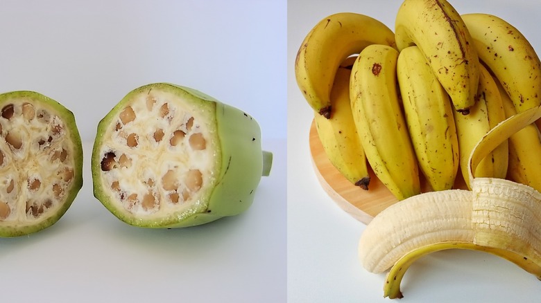 Wild banana next to modern banana
