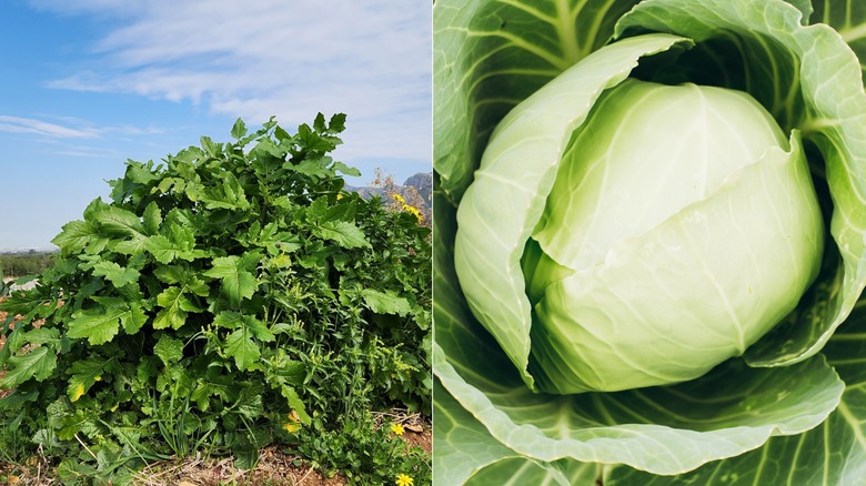 Wild mustard and cabbage side by side