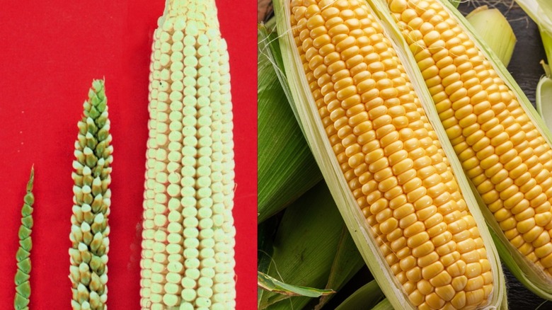 Ancient corn evolution graphic next to photo of modern corn