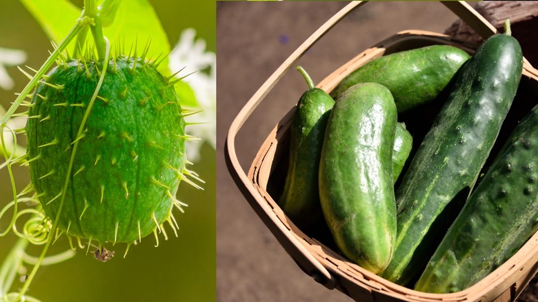 Wild cucumber next to basket of modern cucumbers