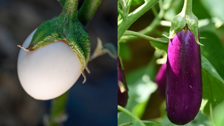 White eggplants growing next to purple eggplant