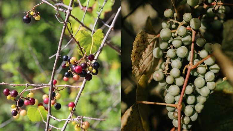 Wild grapes growing next to modern grapes growing