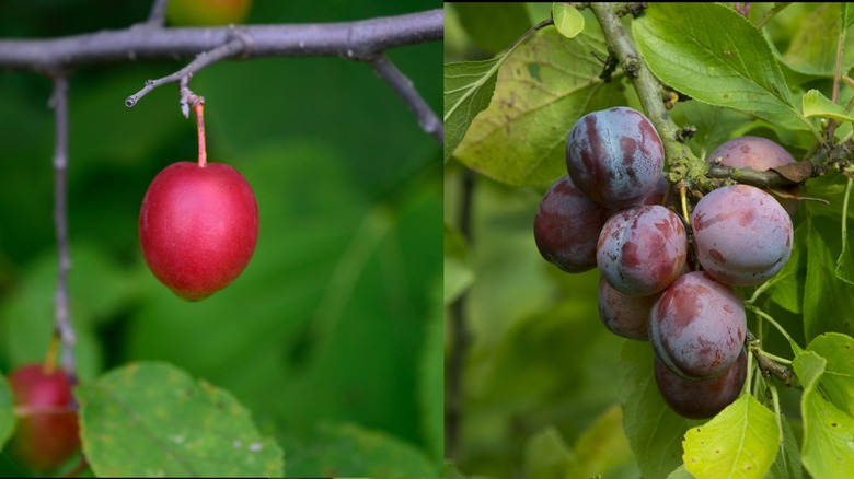 Wild plum growing next to modern plums