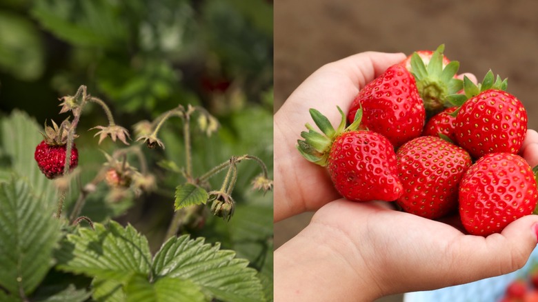 Wild strawberry next to hands holding standard strawberries
