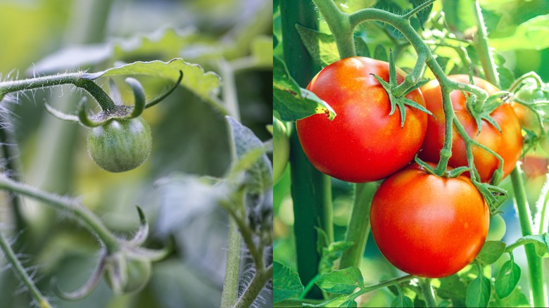 Small green tomato growing next to large red tomatoes