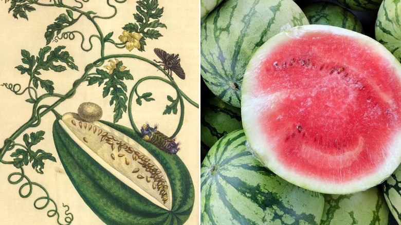 Historical watermelon and modern watermelon side by side