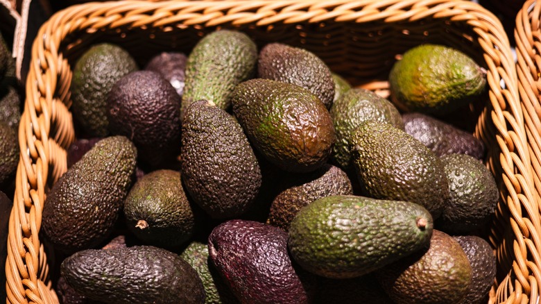Big bunch of avocados at farmer market. Whole ripe brown avocados placed together
