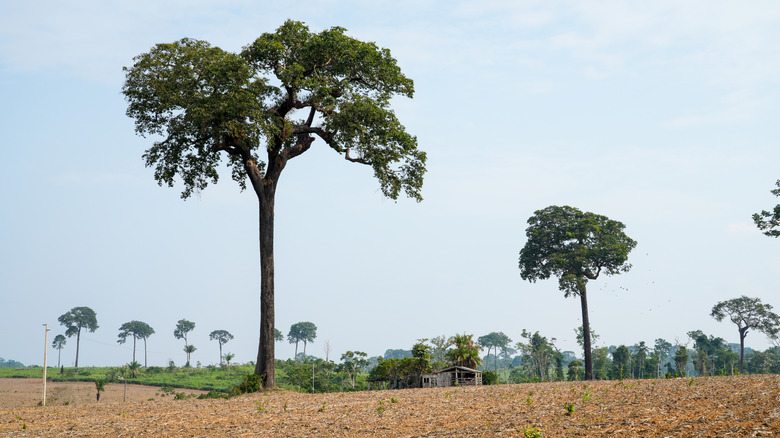 A large Brazil nut tree stands tall in the middle of a cleared soybean field.