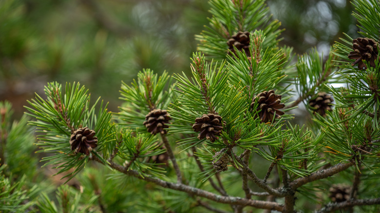 Pine needles blooming on pine tree