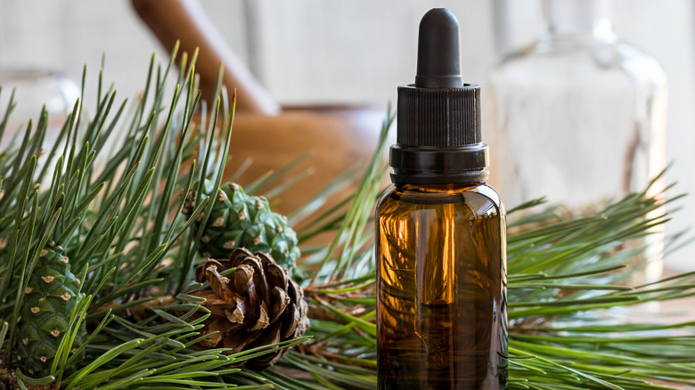 A bottle of pine essential oil sits next to a branch of pine needles