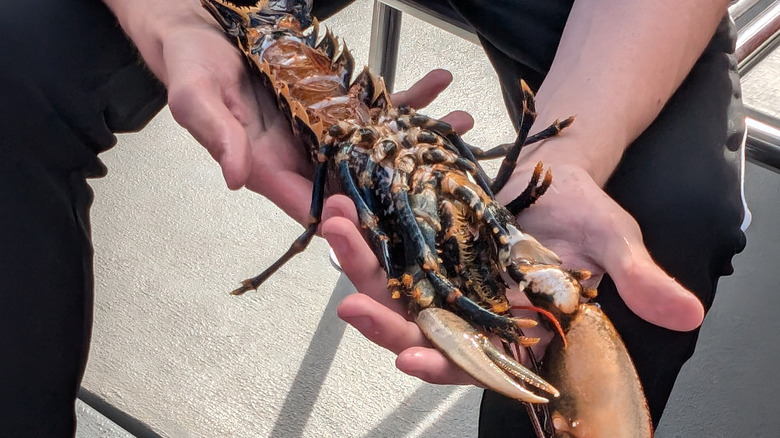 A person holding a fresh lobster