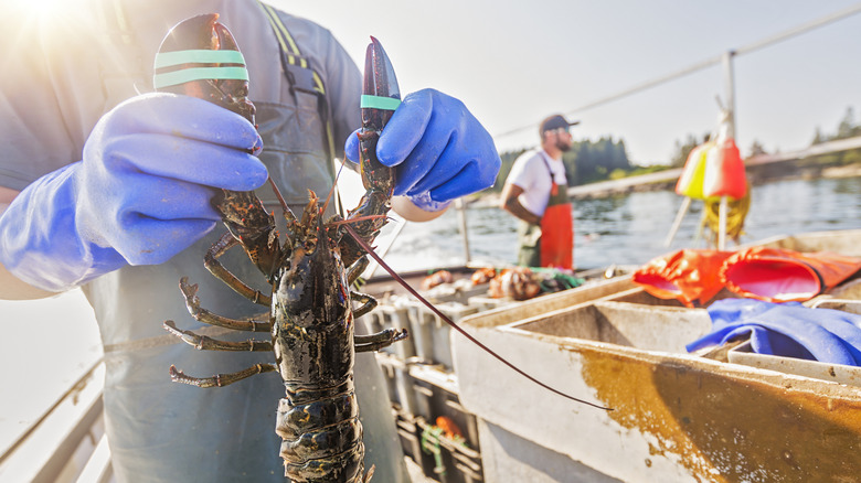 A person holding up a lobster on a fishing boat