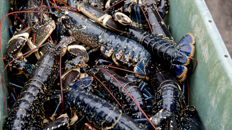 Live lobsters in a bin
