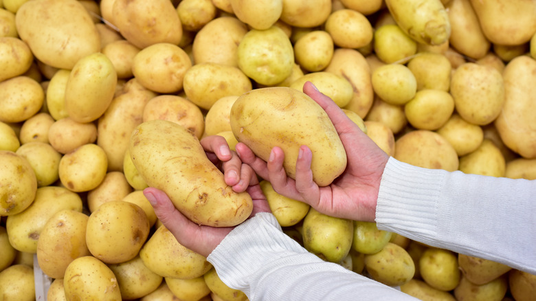 Hands holidng potatoes above many more potatoes