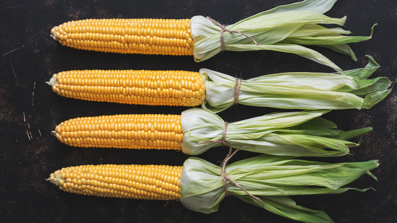 corn cobs with tied husk