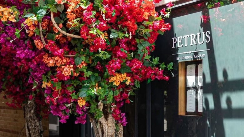 Petrus signage with small menus on restaurant exterior next to blossoming shrub with bright flowers