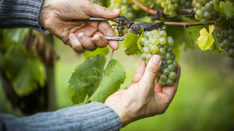 A man harvesting grapes from the vine