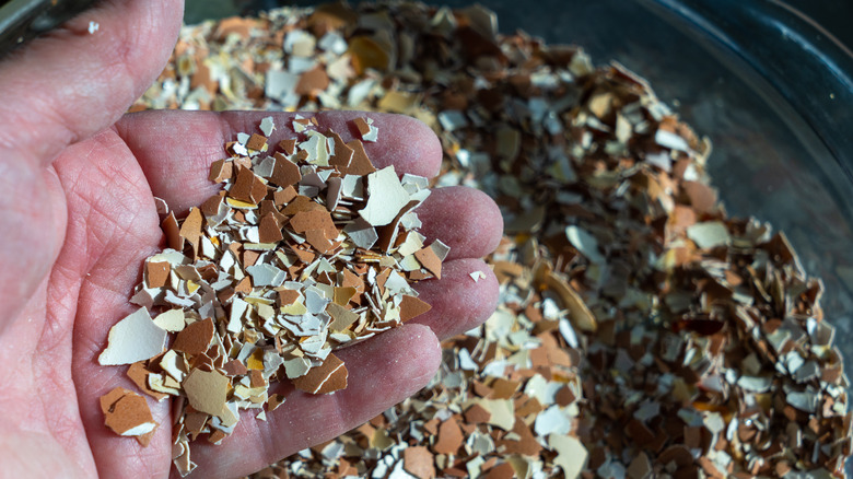 Hand holding crushed eggshells