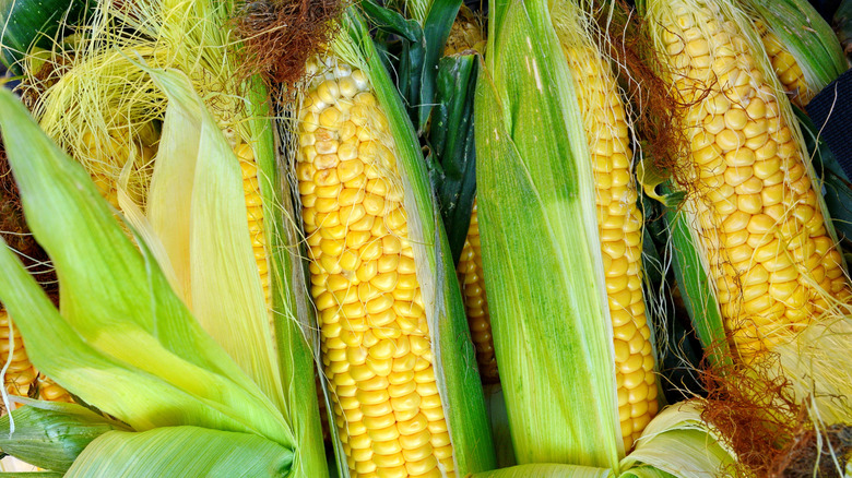 Corn on the cob unshucked